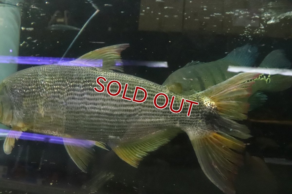 画像8: 【淡水魚】【通販】爆安 ビッグサイズ ドラドカラシン【個体販売】(±30-35cm)(大型魚)(生体)(熱帯魚)NKO (8)