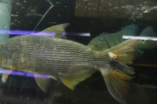 画像8: 【淡水魚】【通販】爆安 ビッグサイズ ドラドカラシン【個体販売】(±30-35cm)(大型魚)(生体)(熱帯魚)NKO (8)