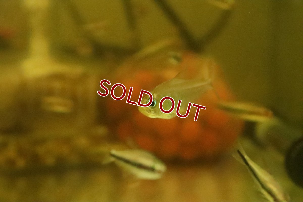 画像2: 【淡水魚】混じり珍カラ カラシンsp コロンビア産 ワイルド【個体販売】(珍カラ)(生体)(熱帯魚)NKCK (2)