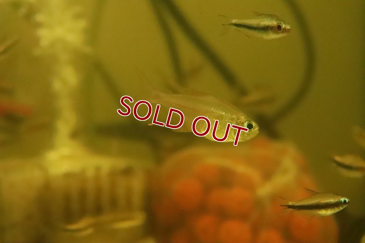 画像3: 【淡水魚】混じり珍カラ カラシンsp コロンビア産 ワイルド【個体販売】(珍カラ)(生体)(熱帯魚)NKCK (3)