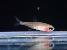 画像1: 【淡水魚】【通販】スーパー激レア 初入荷 グラスパンダグリーンネオンテトラ【個体販売】（珍カラ）（生体）（熱帯魚）NKCK (1)