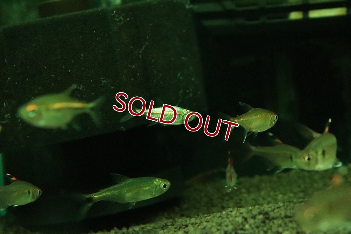 画像1: 【ボーナスセール 30%OFFクーポン対応】【淡水魚】【通販】謎テトラ プラチナ sp PINTUYACU ペルー産 ワイルド【個体販売】(珍カラ)(生体)(熱帯魚)NKCK (1)