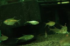 画像1: 【淡水魚】【通販】謎テトラ プラチナ sp PINTUYACU ペルー産 ワイルド【個体販売】(珍カラ)(生体)(熱帯魚)NKCK (1)