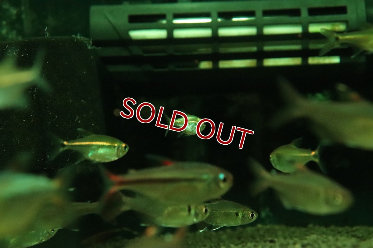 画像2: 【ボーナスセール 30%OFFクーポン対応】【淡水魚】【通販】謎テトラ プラチナ sp PINTUYACU ペルー産 ワイルド【個体販売】(珍カラ)(生体)(熱帯魚)NKCK (2)