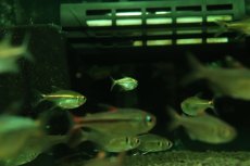 画像2: 【淡水魚】【通販】謎テトラ プラチナ sp PINTUYACU ペルー産 ワイルド【個体販売】(珍カラ)(生体)(熱帯魚)NKCK (2)