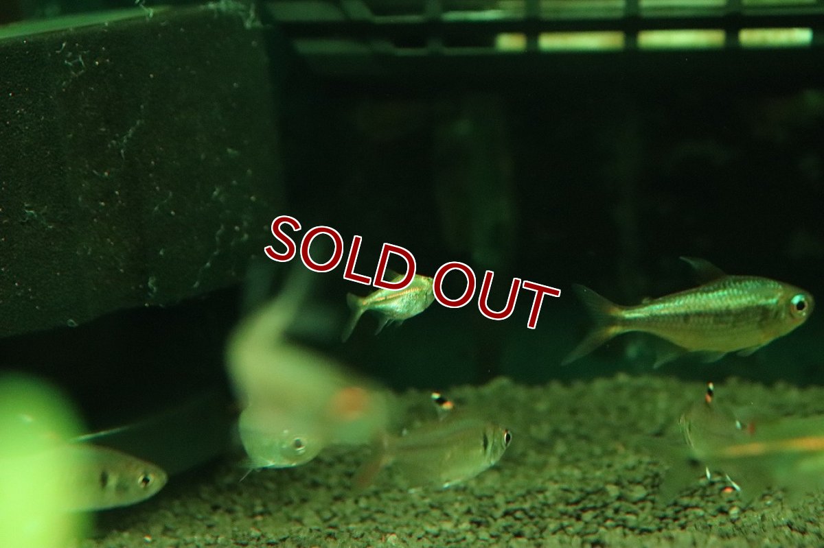 画像3: 【ボーナスセール 30%OFFクーポン対応】【淡水魚】【通販】謎テトラ プラチナ sp PINTUYACU ペルー産 ワイルド【個体販売】(珍カラ)(生体)(熱帯魚)NKCK (3)