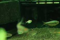 画像3: 【淡水魚】【通販】謎テトラ プラチナ sp PINTUYACU ペルー産 ワイルド【個体販売】(珍カラ)(生体)(熱帯魚)NKCK (3)