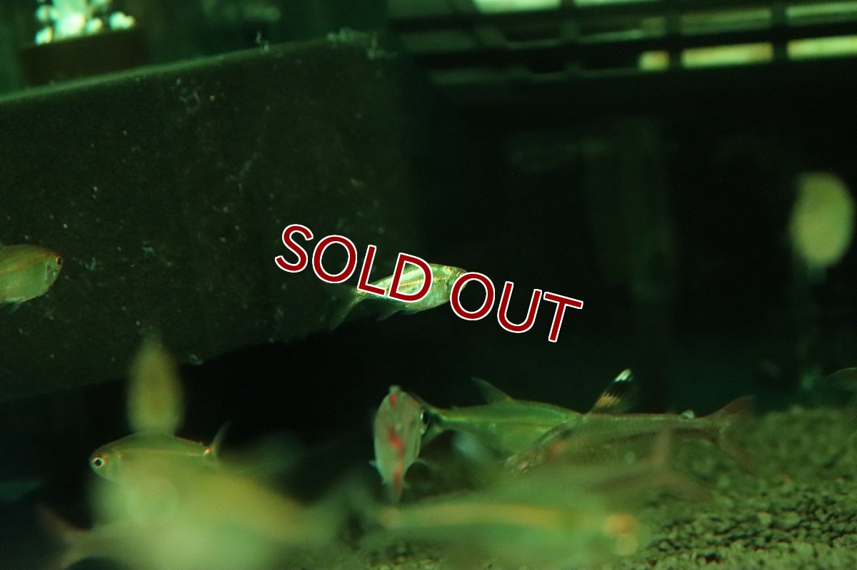 画像4: 【ボーナスセール 30%OFFクーポン対応】【淡水魚】【通販】謎テトラ プラチナ sp PINTUYACU ペルー産 ワイルド【個体販売】(珍カラ)(生体)(熱帯魚)NKCK (4)