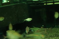 画像4: 【淡水魚】【通販】謎テトラ プラチナ sp PINTUYACU ペルー産 ワイルド【個体販売】(珍カラ)(生体)(熱帯魚)NKCK (4)