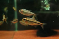 画像1: 【淡水魚】【通販】新種 プラチナヘッド イエローアプリコットテトラ マットグロッソ産 ワイルド【個体販売】(珍カラ)(生体)(熱帯魚)NKCK (1)