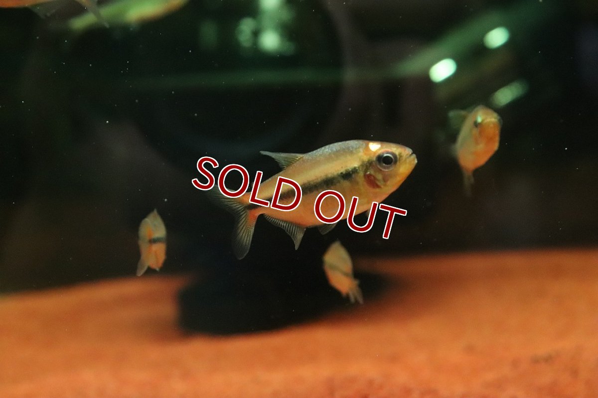 画像2: 【淡水魚】【通販】新種 プラチナヘッド イエローアプリコットテトラ マットグロッソ産 ワイルド【個体販売】(珍カラ)(生体)(熱帯魚)NKCK (2)