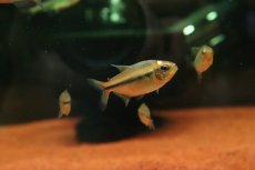 画像2: 【淡水魚】【通販】新種 プラチナヘッド イエローアプリコットテトラ マットグロッソ産 ワイルド【個体販売】(珍カラ)(生体)(熱帯魚)NKCK (2)