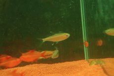 画像1: 【淡水魚】【通販】激レア １匹のみ ハイフェソブリコン イグネウス パンタナール産 ワイルド【個体販売】(珍カラ)(生体)(熱帯魚)NKCK (1)