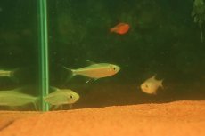 画像2: 【淡水魚】【通販】激レア １匹のみ ハイフェソブリコン イグネウス パンタナール産 ワイルド【個体販売】(珍カラ)(生体)(熱帯魚)NKCK (2)