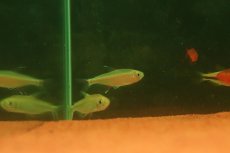 画像3: 【淡水魚】【通販】激レア １匹のみ ハイフェソブリコン イグネウス パンタナール産 ワイルド【個体販売】(珍カラ)(生体)(熱帯魚)NKCK (3)