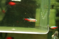 画像1: 【通販 淡水魚】超激レア 初入荷 フォークテールアルビノネオンテトラ【個体販売】(珍カラ)(生体)(熱帯魚)NKCK (1)