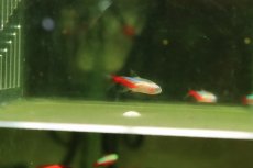 画像2: 【通販 淡水魚】超激レア 初入荷 フォークテールアルビノネオンテトラ【個体販売】(珍カラ)(生体)(熱帯魚)NKCK (2)