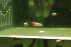 画像3: 【通販 淡水魚】超激レア 初入荷 フォークテールアルビノネオンテトラ【個体販売】(珍カラ)(生体)(熱帯魚)NKCK (3)