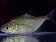 画像1: 【淡水魚】【通販】特価 ブラックピラニア ペルー産 ワイルド【個体販売】(±7.5cm)（大型魚）（生体）（熱帯魚）NKO (1)
