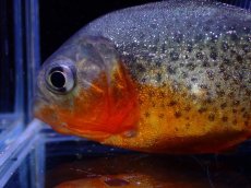 画像2: 【淡水魚】【通販】極赤 スーパーレッドベリーピラニア リオアラグアイア産 ワイルド【1個体販売】(±7cm)（大型魚）（生体）（熱帯魚）NKO (2)