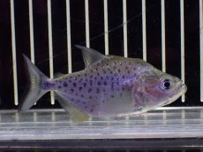 画像1: 【淡水魚】【通販】激安 No3 ブラックピラニア ペルー産 ワイルド【個体販売】(±8cm)（大型魚）（生体）（熱帯魚）NKO (1)