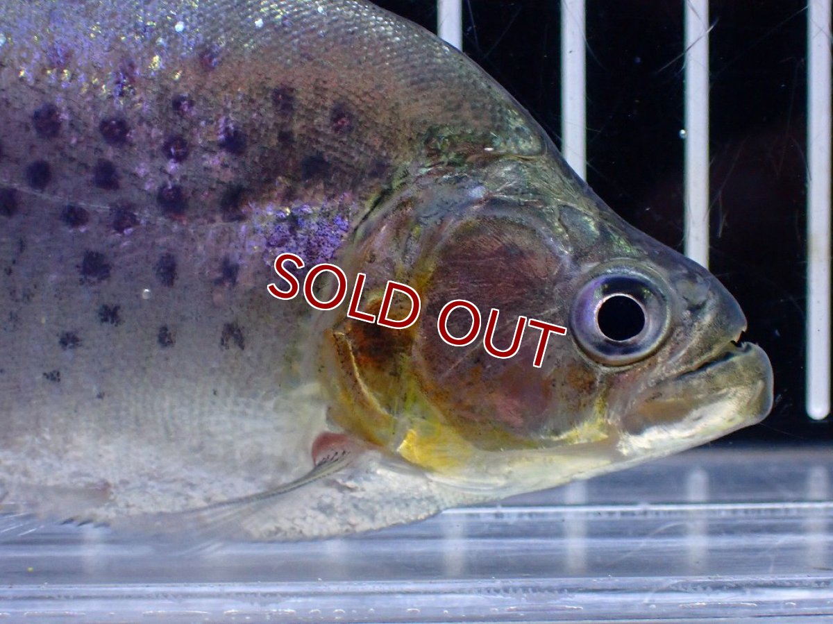 画像2: 【淡水魚】【通販】爆安期間限定 No2 レッドベリーホワイトピラニア ラーゴ マラカナ産 ワイルド【個体販売】(±10cm)(大型魚)（生体）(熱帯魚)NKO (2)