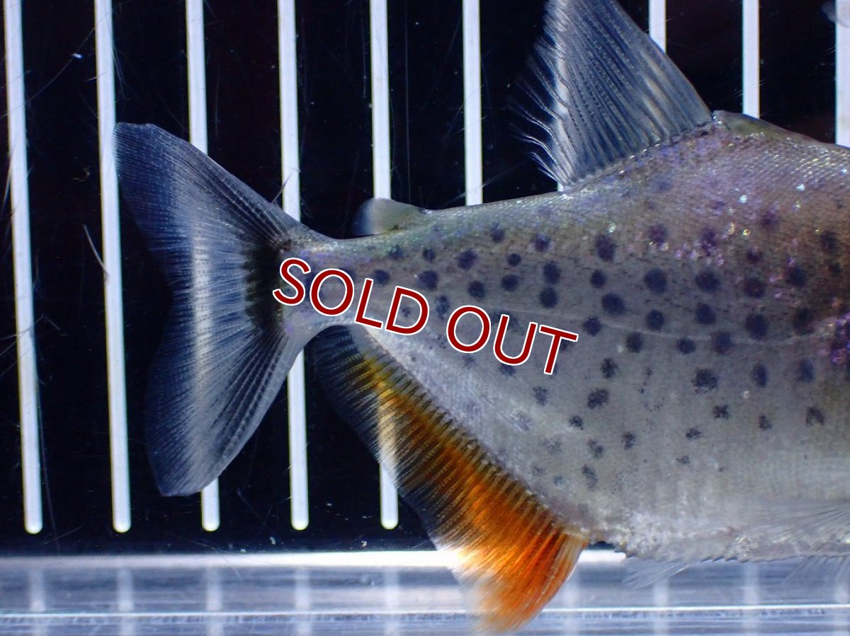 画像3: 【淡水魚】【通販】爆安期間限定 No2 レッドベリーホワイトピラニア ラーゴ マラカナ産 ワイルド【個体販売】(±10cm)(大型魚)（生体）(熱帯魚)NKO (3)