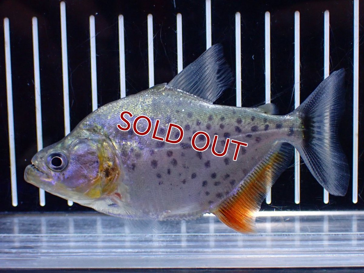 画像4: 【淡水魚】【通販】爆安期間限定 No2 レッドベリーホワイトピラニア ラーゴ マラカナ産 ワイルド【個体販売】(±10cm)(大型魚)（生体）(熱帯魚)NKO (4)