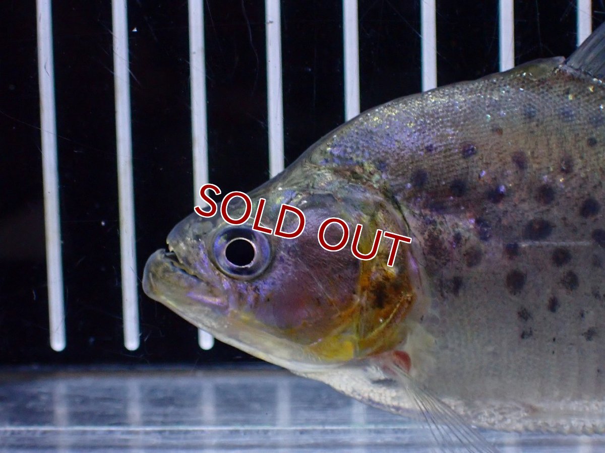 画像5: 【淡水魚】【通販】爆安期間限定 No2 レッドベリーホワイトピラニア ラーゴ マラカナ産 ワイルド【個体販売】(±10cm)(大型魚)（生体）(熱帯魚)NKO (5)