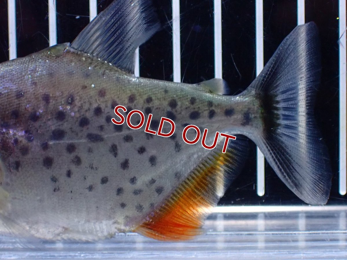 画像6: 【淡水魚】【通販】爆安期間限定 No2 レッドベリーホワイトピラニア ラーゴ マラカナ産 ワイルド【個体販売】(±10cm)(大型魚)（生体）(熱帯魚)NKO (6)