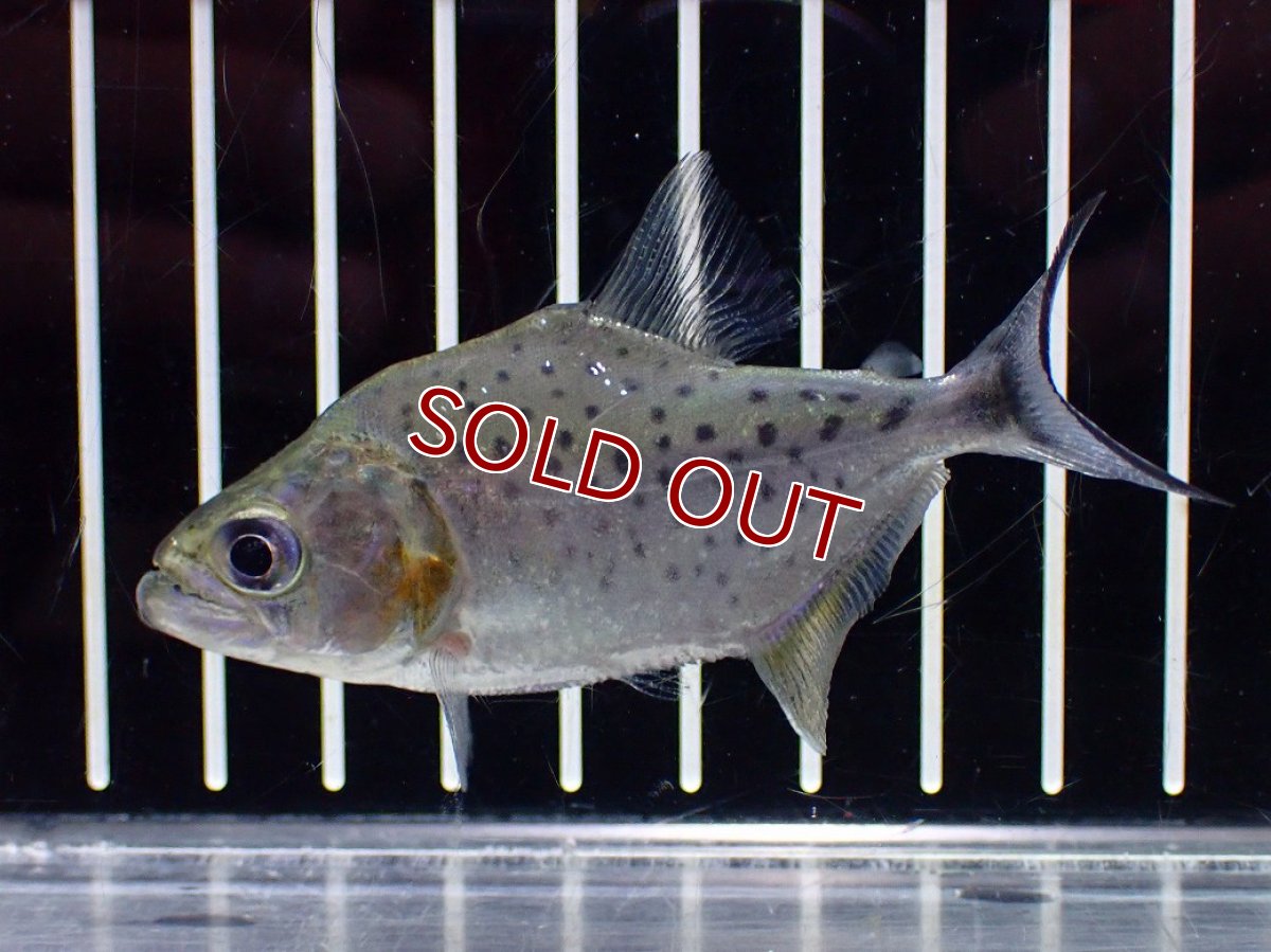 画像2: 【淡水魚】【通販】No1 ブラックピラニア ペルー産 ワイルド【個体販売】(±7-8cm)(大型魚)(生体)(熱帯魚)NKO (2)