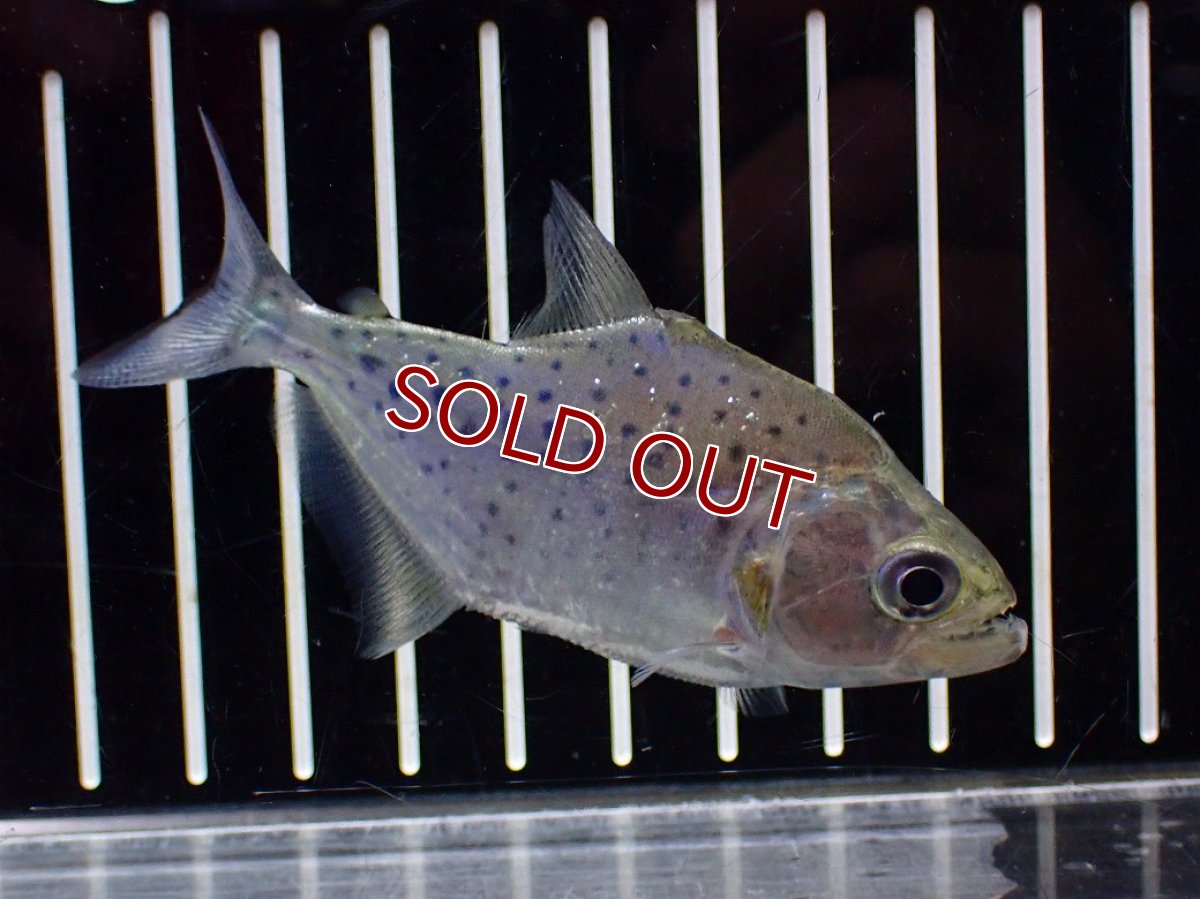 画像1: 【淡水魚】【通販】No2 ブラックピラニア ペルー産 ワイルド【個体販売】(±7-8cm)(大型魚)(生体)(熱帯魚)NKO (1)