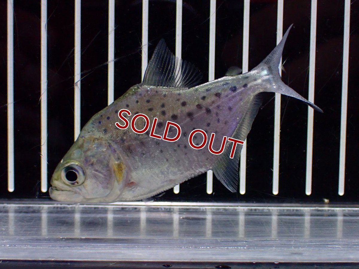 画像2: 【淡水魚】【通販】No2 ブラックピラニア ペルー産 ワイルド【個体販売】(±7-8cm)(大型魚)(生体)(熱帯魚)NKO (2)