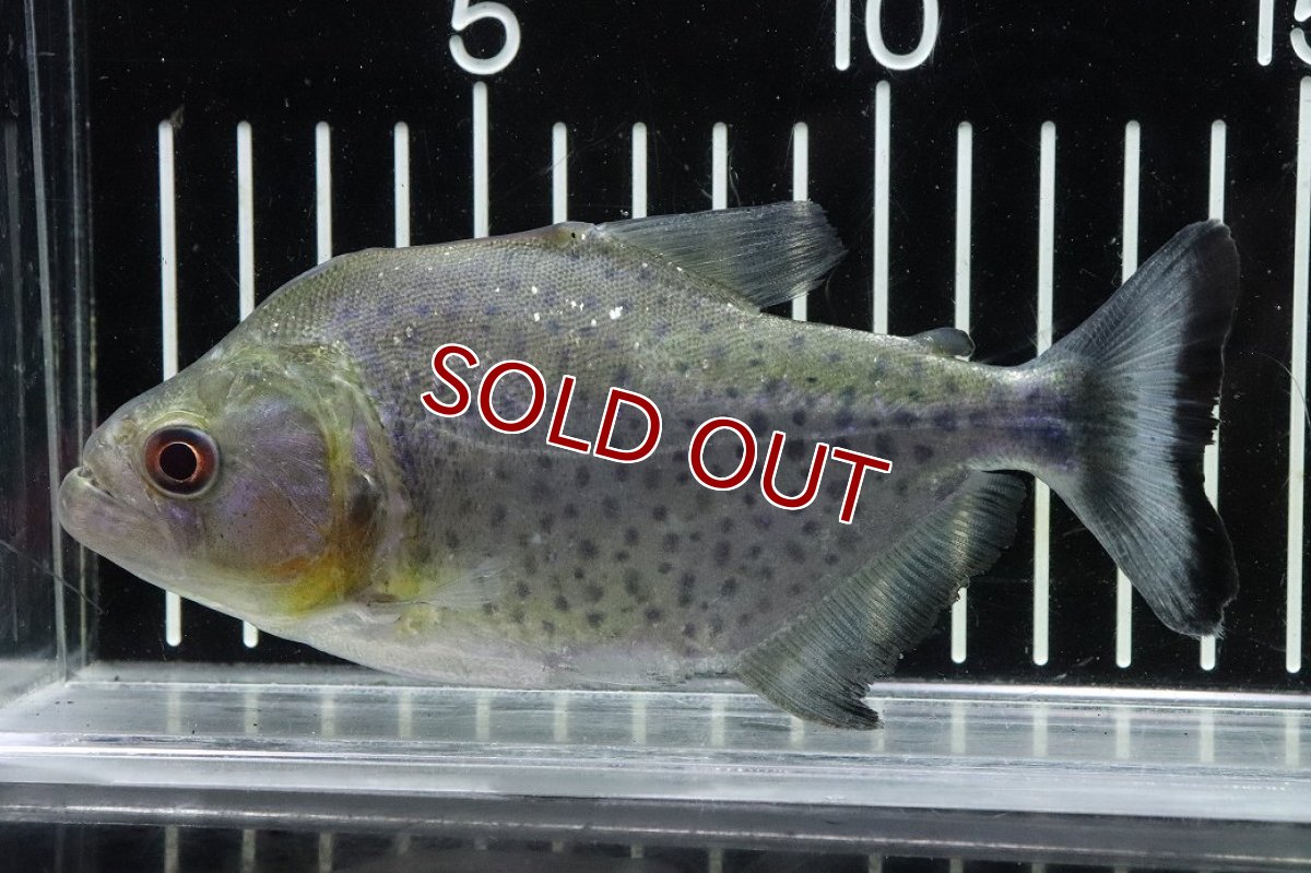 画像1: 【淡水魚】【通販】激レア No2 ネグロブラックピラニア ネグロ サンタマリア産 ワイルド【個体販売】(±13cm)(生体)(熱帯魚)NKO (1)