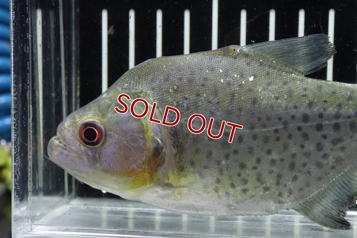 画像2: 【淡水魚】【通販】激レア No2 ネグロブラックピラニア ネグロ サンタマリア産 ワイルド【個体販売】(±13cm)(生体)(熱帯魚)NKO (2)