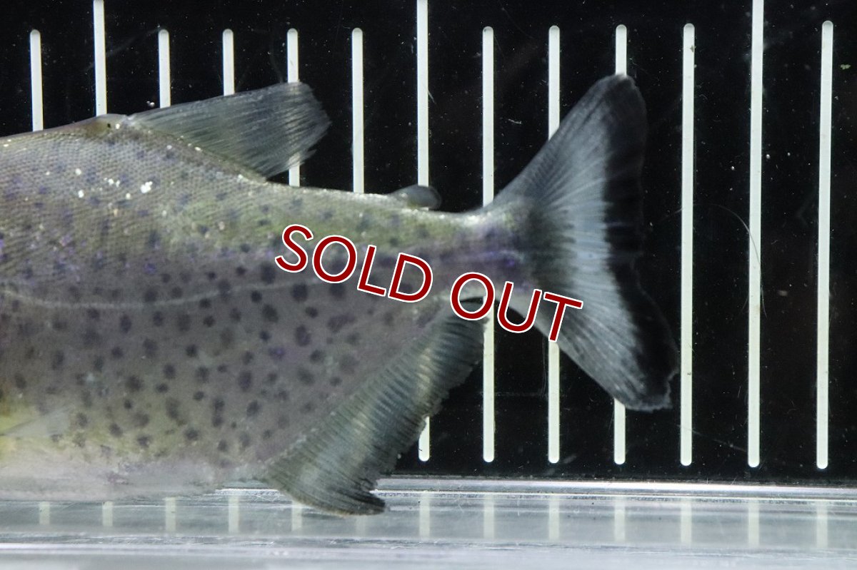 画像3: 【淡水魚】【通販】激レア No2 ネグロブラックピラニア ネグロ サンタマリア産 ワイルド【個体販売】(±13cm)(生体)(熱帯魚)NKO (3)