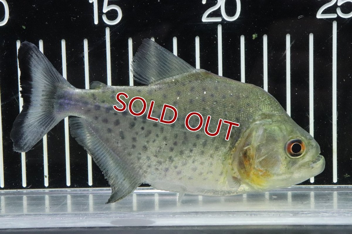 画像4: 【淡水魚】【通販】激レア No2 ネグロブラックピラニア ネグロ サンタマリア産 ワイルド【個体販売】(±13cm)(生体)(熱帯魚)NKO (4)