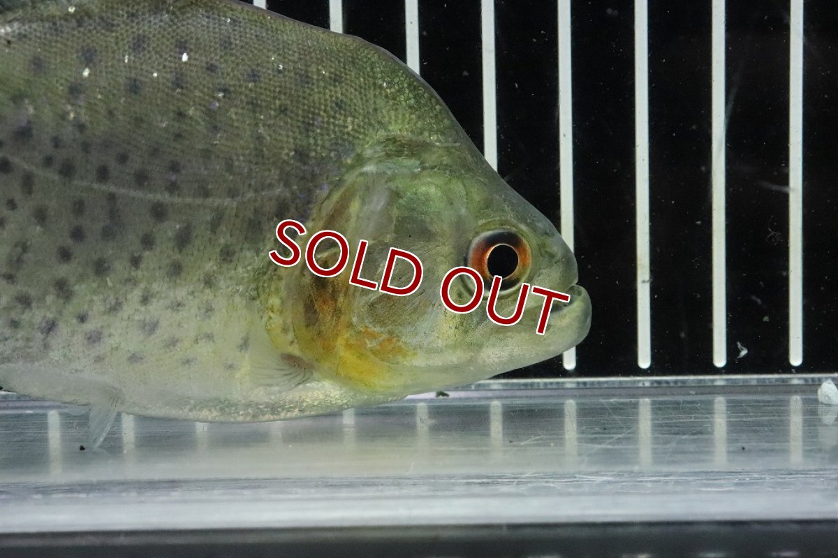 画像5: 【淡水魚】【通販】激レア No2 ネグロブラックピラニア ネグロ サンタマリア産 ワイルド【個体販売】(±13cm)(生体)(熱帯魚)NKO (5)