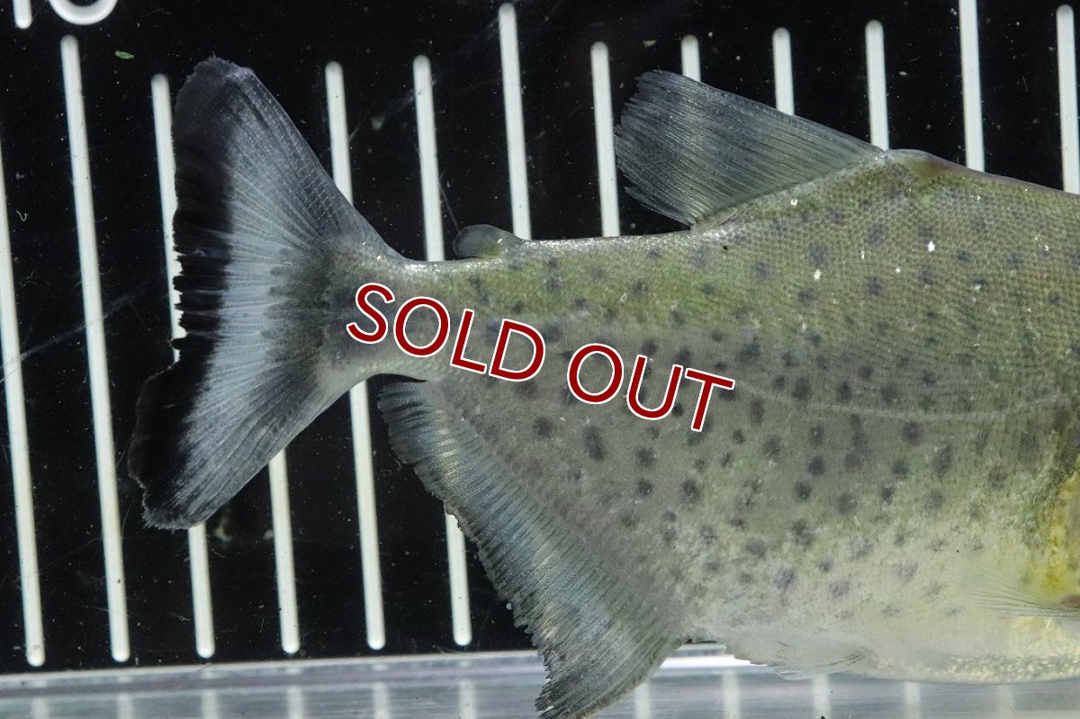 画像6: 【淡水魚】【通販】激レア No2 ネグロブラックピラニア ネグロ サンタマリア産 ワイルド【個体販売】(±13cm)(生体)(熱帯魚)NKO (6)