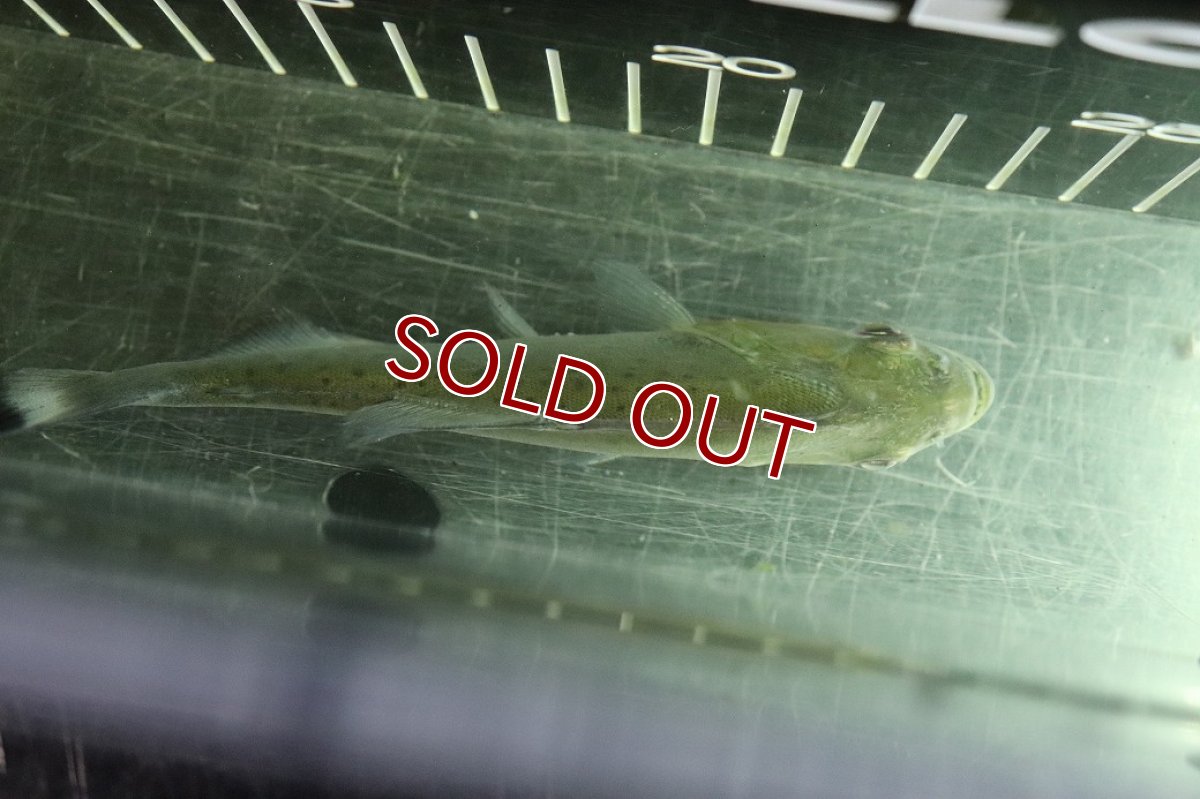 画像7: 【淡水魚】【通販】激レア No2 ネグロブラックピラニア ネグロ サンタマリア産 ワイルド【個体販売】(±13cm)(生体)(熱帯魚)NKO (7)