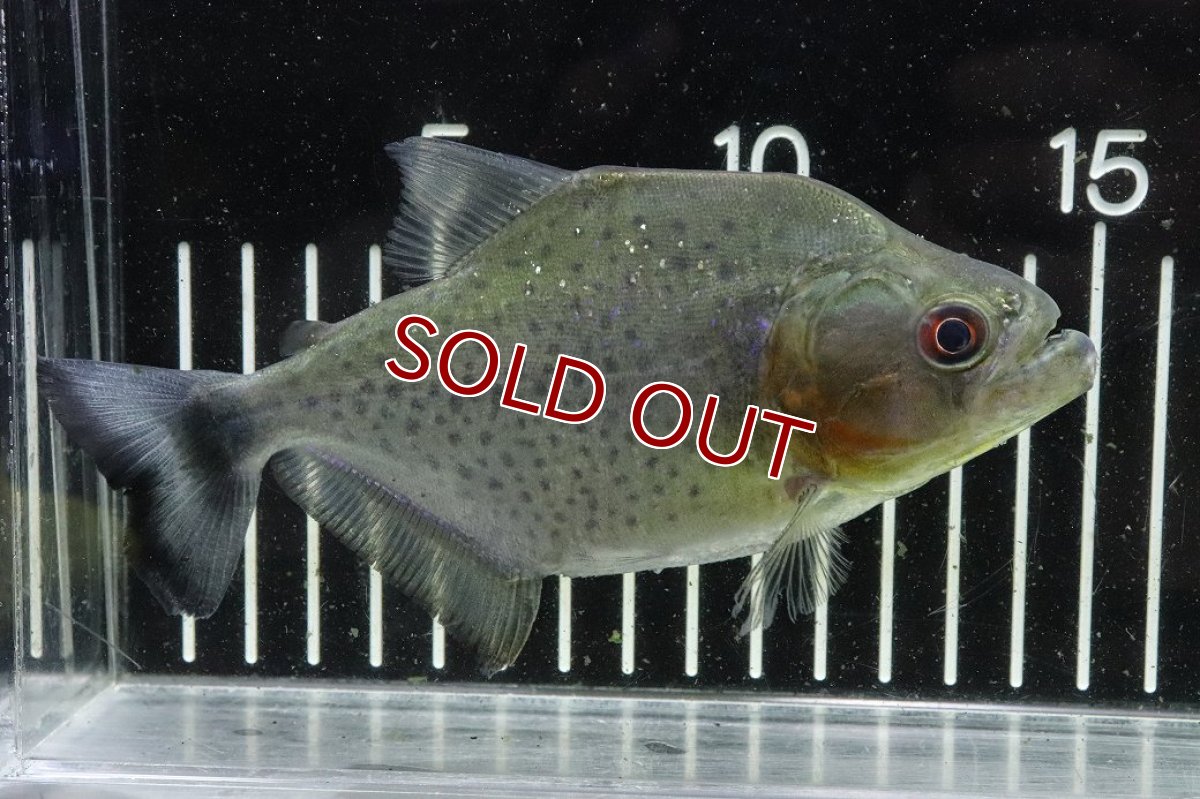 画像1: 【淡水魚】【通販】爆安期間限定 激レア No3 ネグロブラックピラニア ネグロ サンタマリア産 ワイルド【個体販売】(±14cm)(生体)(熱帯魚)NKO (1)