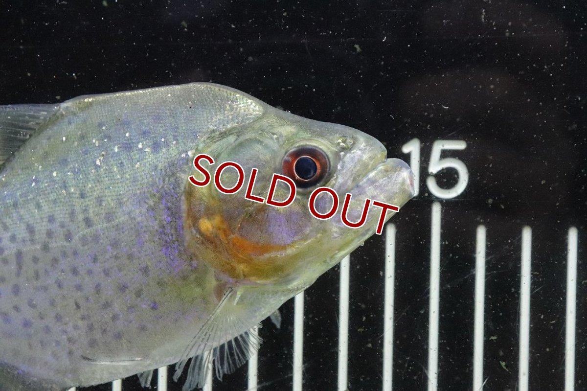 画像2: 【淡水魚】【通販】爆安期間限定 激レア No3 ネグロブラックピラニア ネグロ サンタマリア産 ワイルド【個体販売】(±14cm)(生体)(熱帯魚)NKO (2)