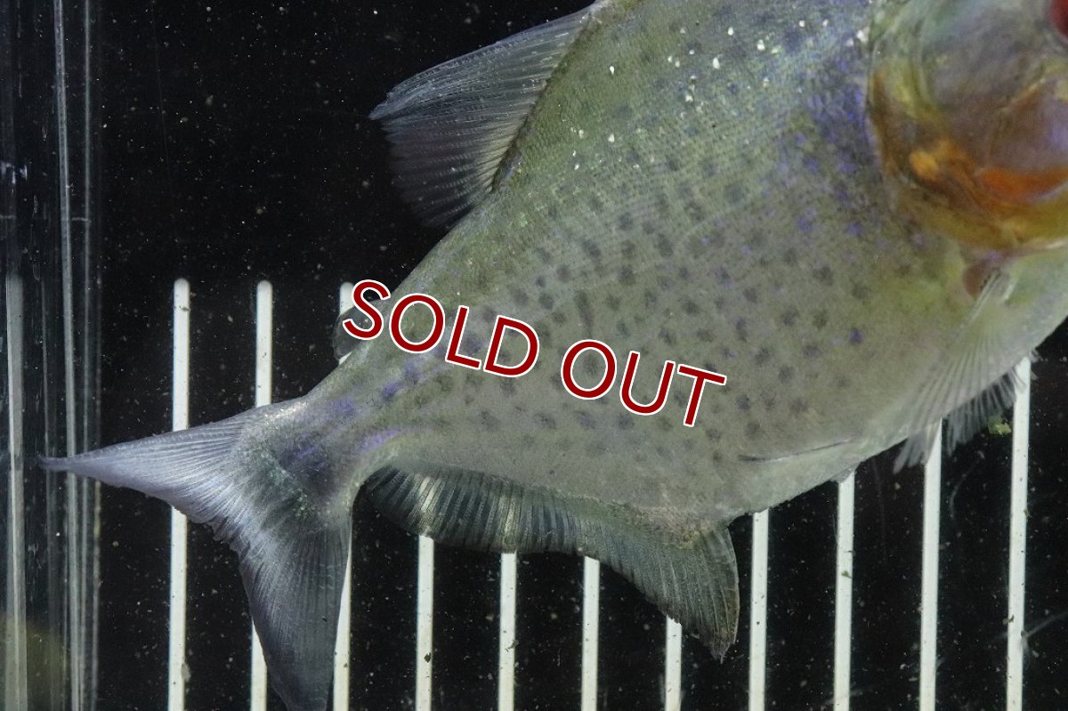 画像3: 【淡水魚】【通販】爆安期間限定 激レア No3 ネグロブラックピラニア ネグロ サンタマリア産 ワイルド【個体販売】(±14cm)(生体)(熱帯魚)NKO (3)