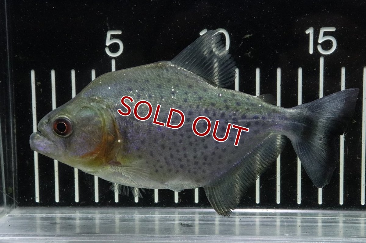 画像4: 【淡水魚】【通販】爆安期間限定 激レア No3 ネグロブラックピラニア ネグロ サンタマリア産 ワイルド【個体販売】(±14cm)(生体)(熱帯魚)NKO (4)