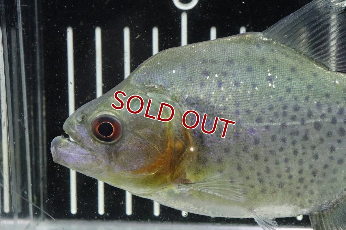 画像5: 【淡水魚】【通販】爆安期間限定 激レア No3 ネグロブラックピラニア ネグロ サンタマリア産 ワイルド【個体販売】(±14cm)(生体)(熱帯魚)NKO (5)