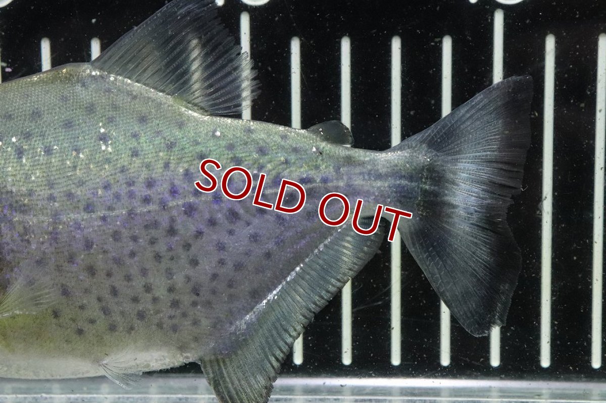 画像6: 【淡水魚】【通販】爆安期間限定 激レア No3 ネグロブラックピラニア ネグロ サンタマリア産 ワイルド【個体販売】(±14cm)(生体)(熱帯魚)NKO (6)