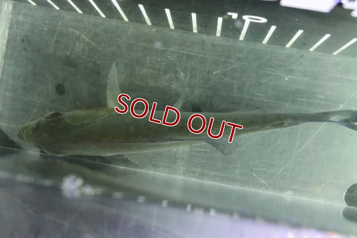 画像7: 【淡水魚】【通販】爆安期間限定 激レア No3 ネグロブラックピラニア ネグロ サンタマリア産 ワイルド【個体販売】(±14cm)(生体)(熱帯魚)NKO (7)