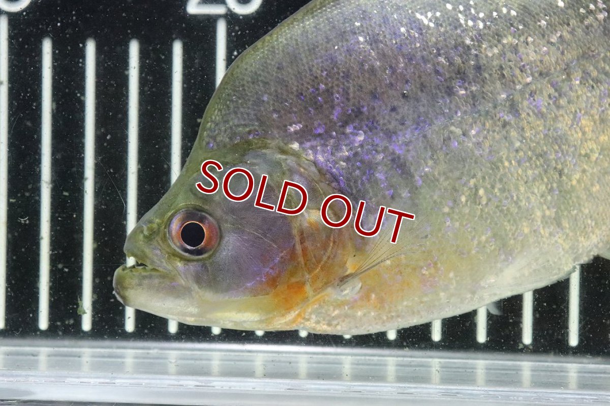 画像2: 【淡水魚】【通販】激レア ダイヤモンドブラックピラニア ネグロ サンタマリア産 ワイルド【個体販売】(±16cm)(生体)(熱帯魚)NKO (2)