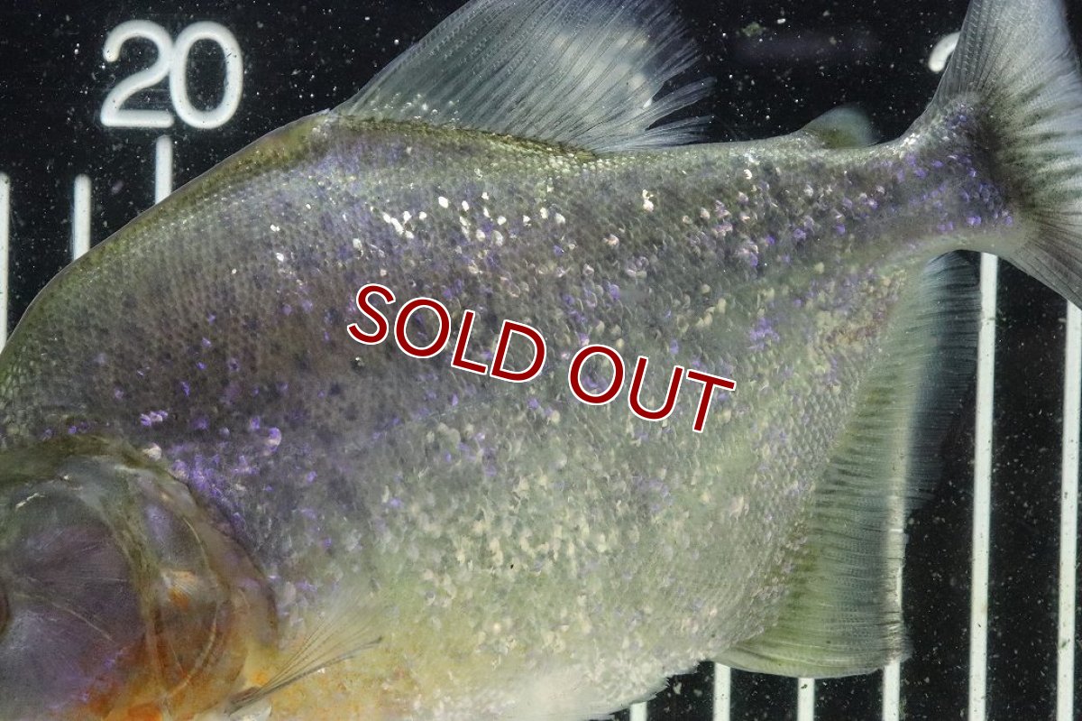 画像3: 【淡水魚】【通販】激レア ダイヤモンドブラックピラニア ネグロ サンタマリア産 ワイルド【個体販売】(±16cm)(生体)(熱帯魚)NKO (3)