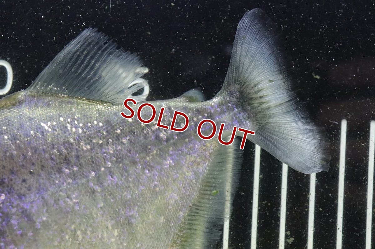 画像4: 【淡水魚】【通販】激レア ダイヤモンドブラックピラニア ネグロ サンタマリア産 ワイルド【個体販売】(±16cm)(生体)(熱帯魚)NKO (4)